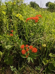 Asclepias tuberosa