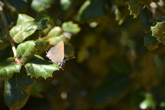 Satyrium saepium