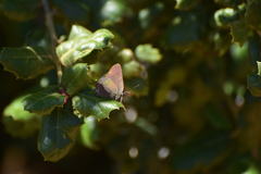 Satyrium saepium