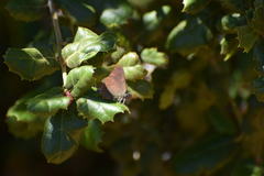 Satyrium saepium