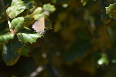 Satyrium saepium
