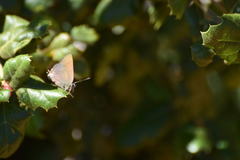 Satyrium saepium