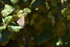 Satyrium saepium