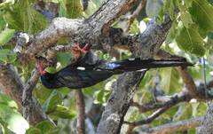 Phoeniculus purpureus angolensis