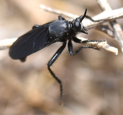 Ospriocerus aeacus