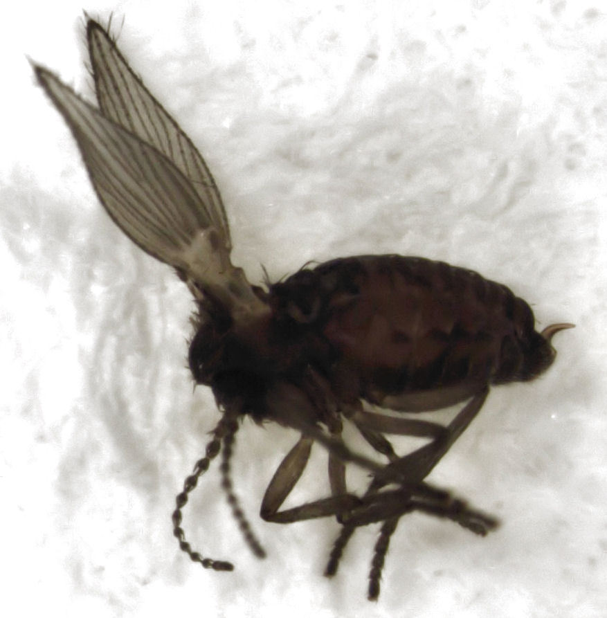 Psychoda acutipennis
