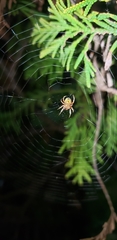 Araneus