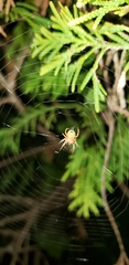 Araneus