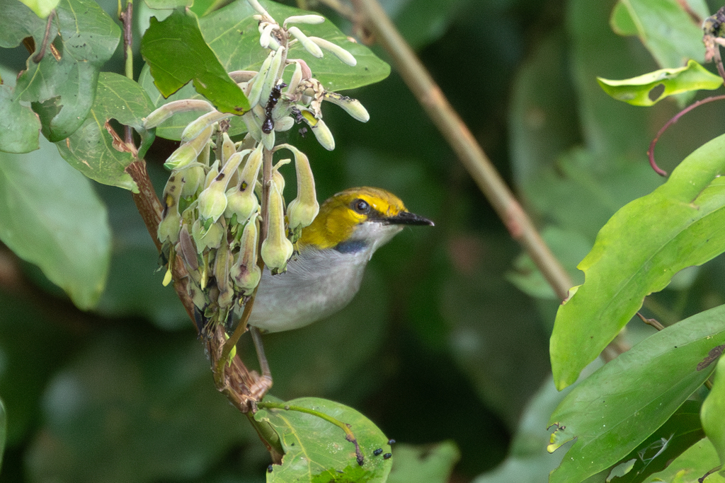 Yellow-browed Camaroptera