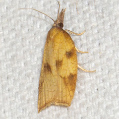 Cenopis directana