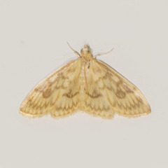 Crocidophora serratissimalis