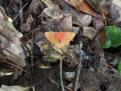Virbia opella