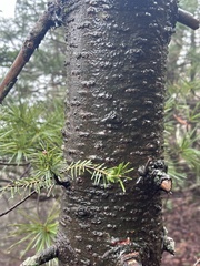 Khingan Fir (Abies nephrolepis)