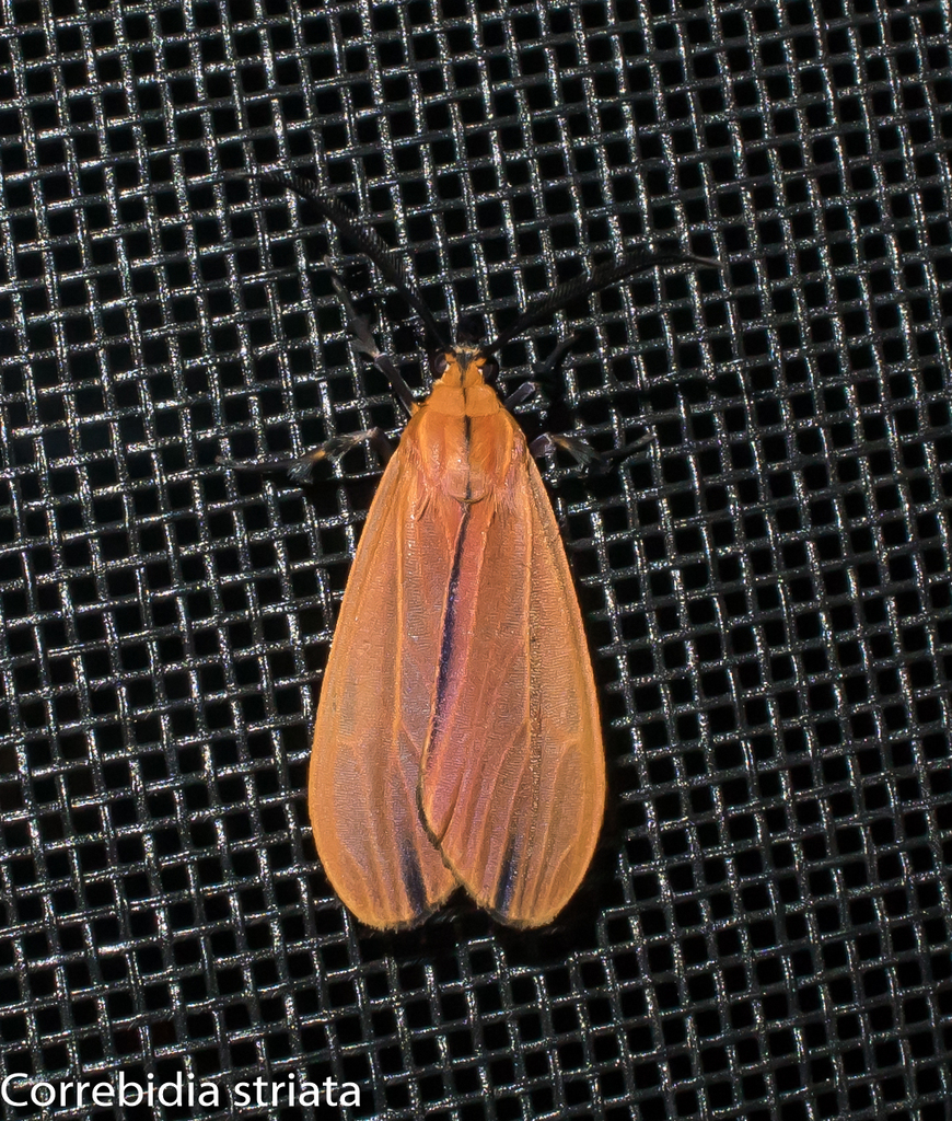 Correbidia striata