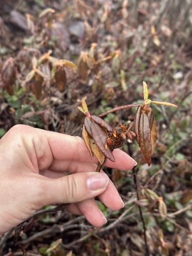 Rhododendron tolmachevii