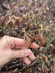 Rhododendron tolmachevii