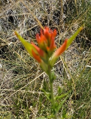 Castilleja linariifolia