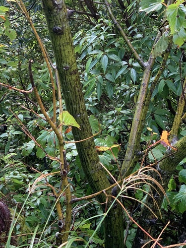 Acer morifolium, photograph 3