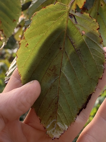 Acer morifolium, photograph 4