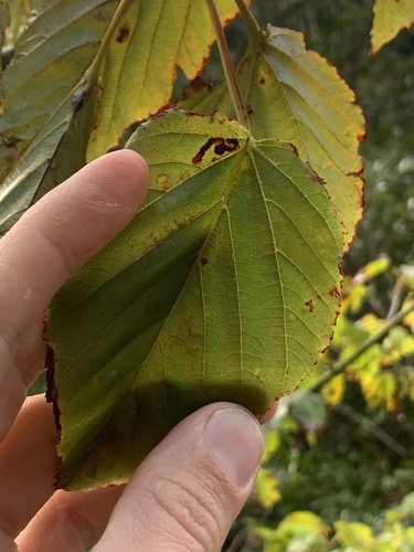 Acer morifolium, photograph 2