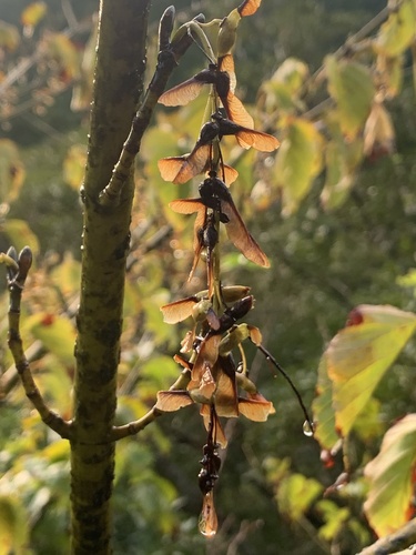 Acer morifolium iNat (3)