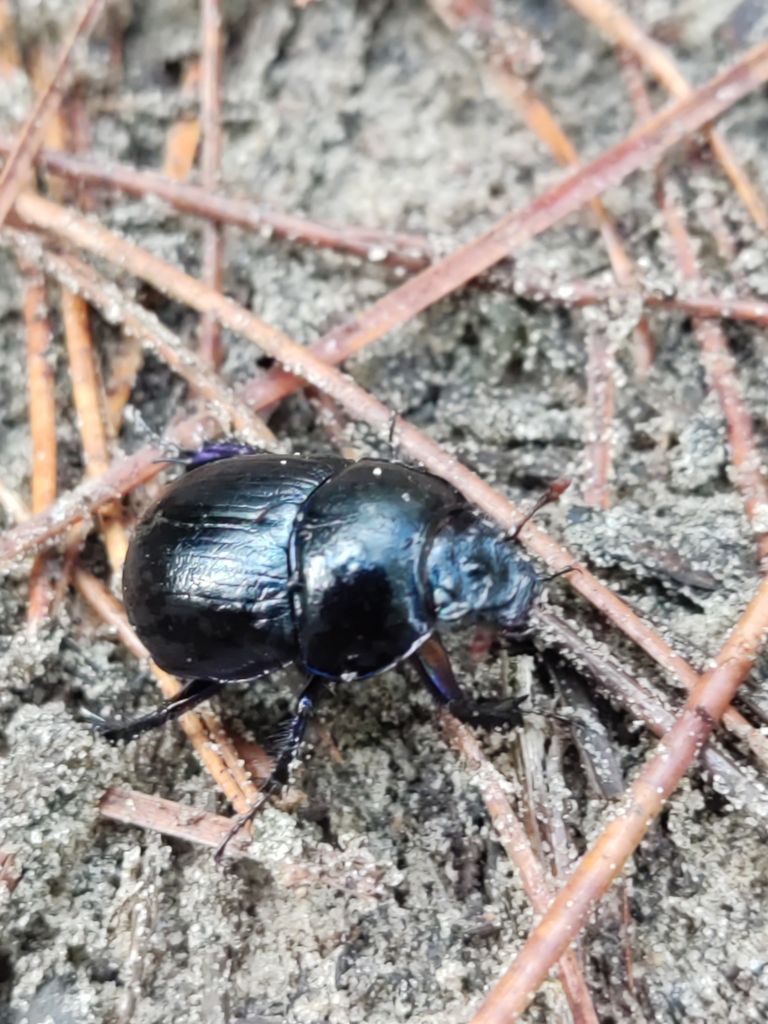 Anoplotrupes stercorosus