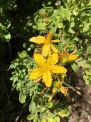 Hypericum perforatum perforatum