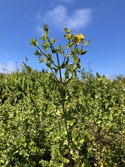 Hypericum perforatum perforatum