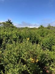 Hypericum perforatum perforatum