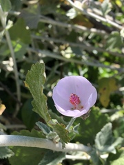 Malacothamnus arcuatus