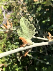 Malacothamnus arcuatus