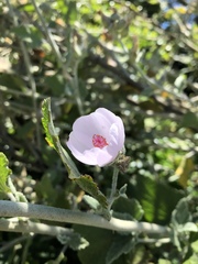 Malacothamnus arcuatus