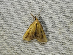 Macrochilo orciferalis