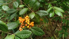 Myrcia tomentosa