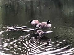 Branta canadensis