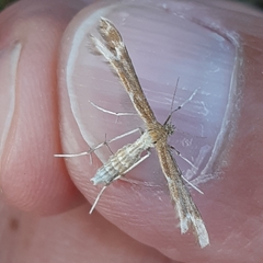 Marasmarcha lunaedactyla