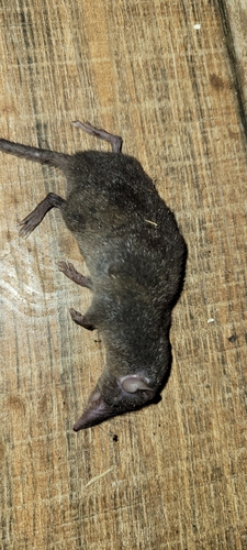 Suncus murinus observed 2024-10-27