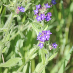Anchusa officinalis