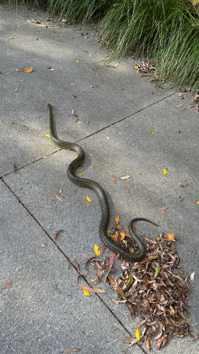 Diamond Python sighting