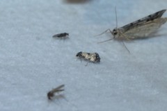 Neocochylis dubitana