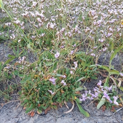 Limonium binervosum
