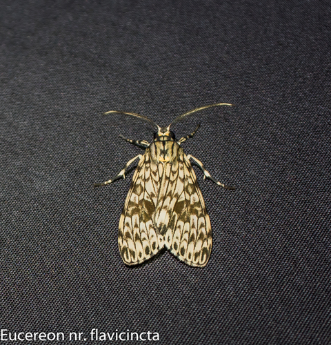 Eucereon flavicincta