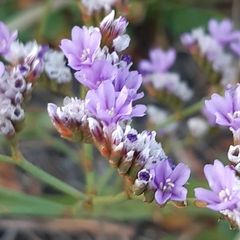 Limonium binervosum