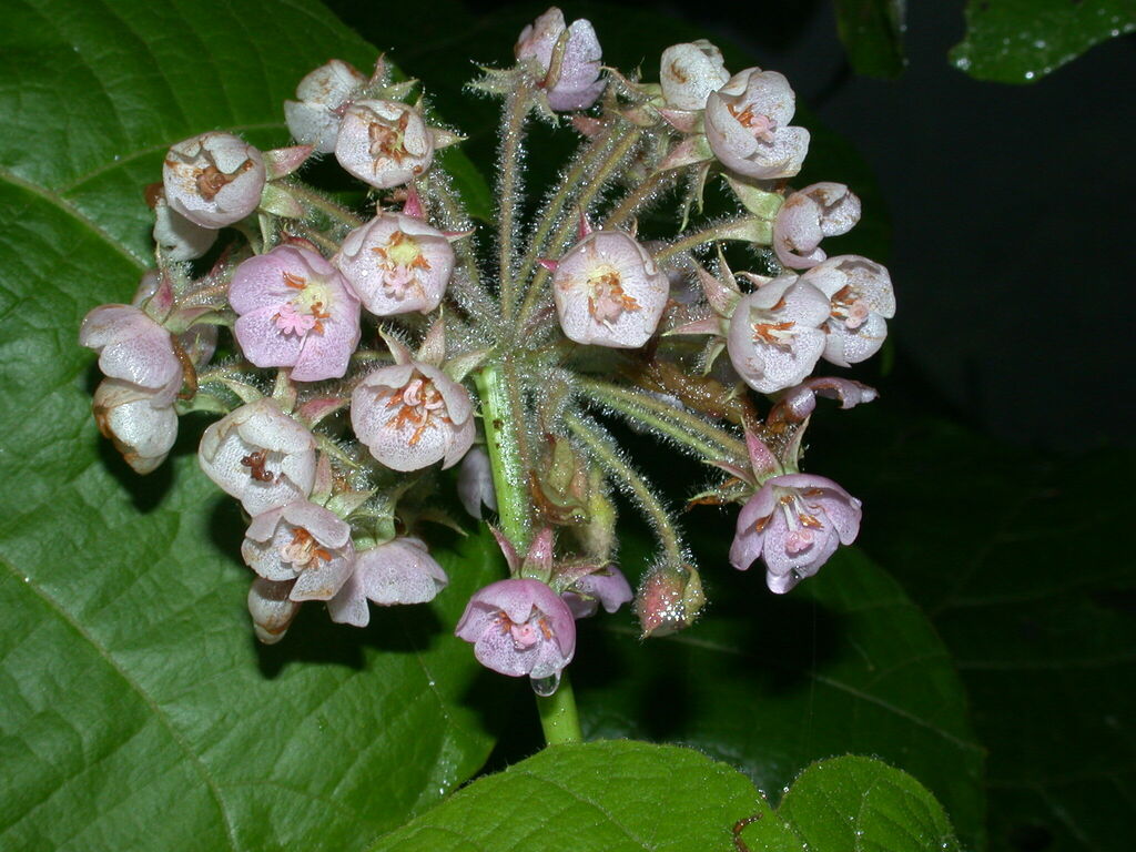 Dombeya magnifolia