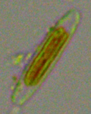 Navicula oblonga