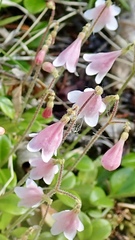 Linnaea borealis longiflora