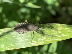 Hypselonotini