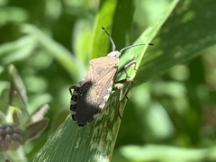 Hypselonotini