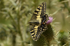 Papilio hospiton