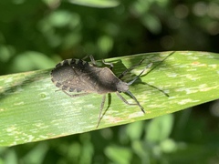 Hypselonotini